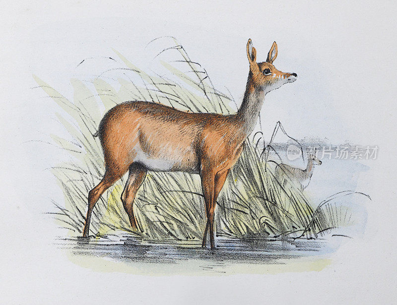 Cape或southern grysbok (Raphicerus melanotis) -复古色彩插图